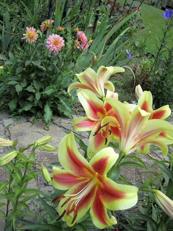 Photo of Lily (Lilium 'Red Dutch') uploaded by ge1836