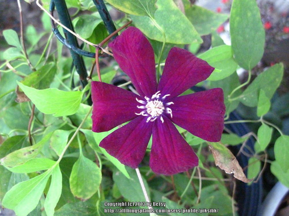 Photo of Clematis (Clematis viticella 'Crimson Star') uploaded by piksihk