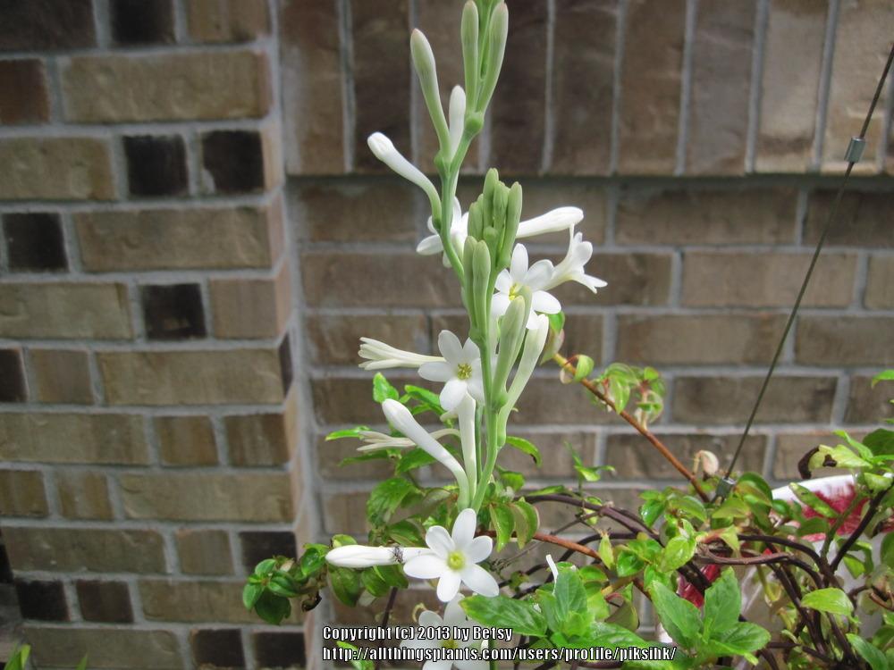 Photo of Tuberose (Agave amica) uploaded by piksihk