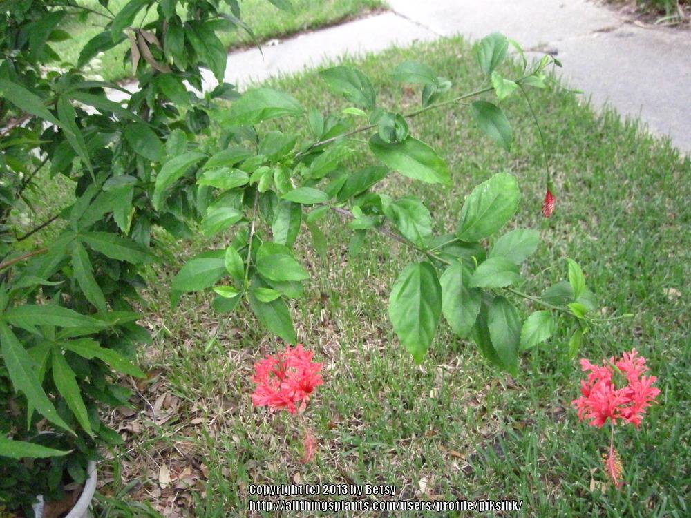 Photo of Chinese Lanterns (Hibiscus schizopetalus) uploaded by piksihk