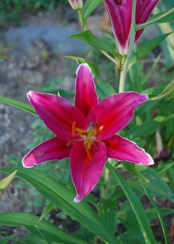 Photo of Lily (Lilium 'Acapulco') uploaded by pixie62560