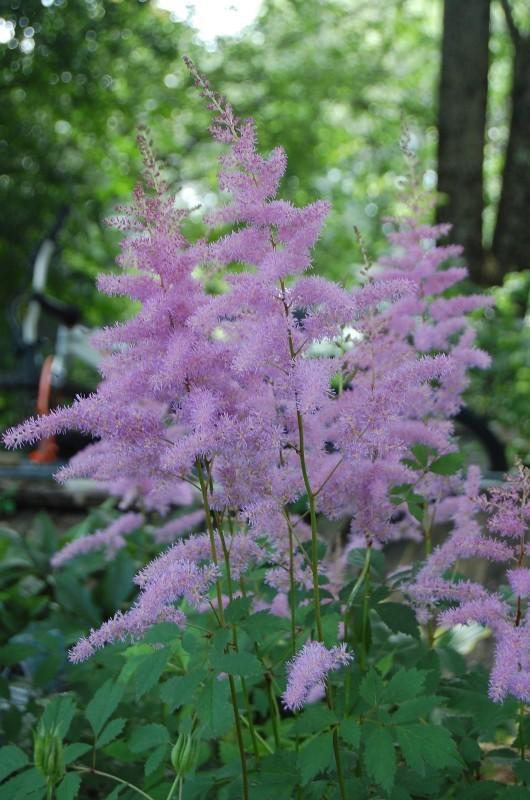 Photo of Astilbe 'Amethyst' uploaded by pixie62560