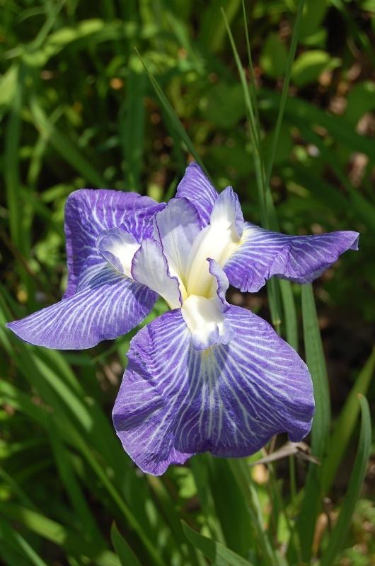 Photo of Irises (Iris) uploaded by pixie62560