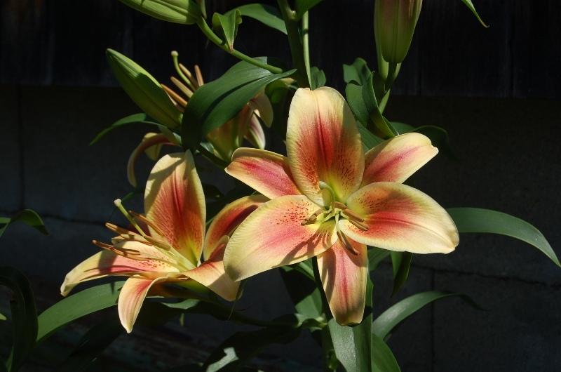 Photo of Lily (Lilium 'Montego Bay') uploaded by pixie62560