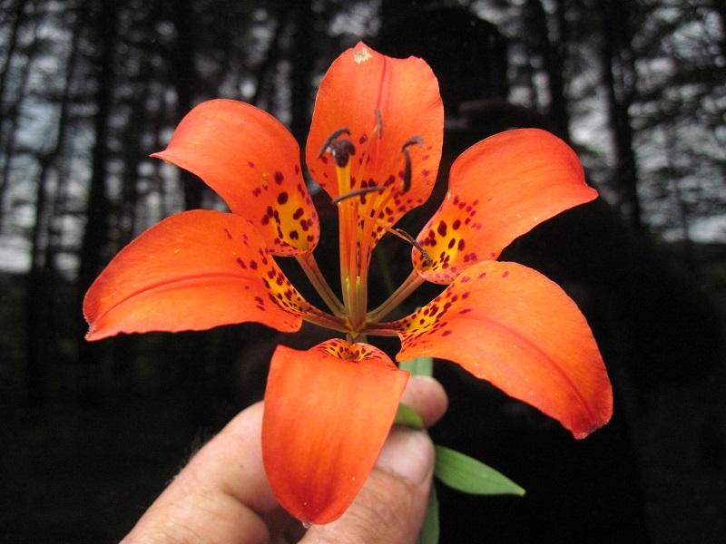 Photo of Wood Lily (Lilium philadelphicum) uploaded by robertduval14