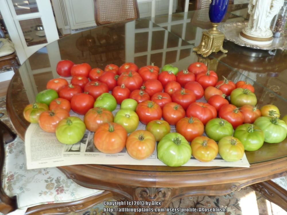 Photo of Tomatoes (Solanum lycopersicum) uploaded by ARoseblush
