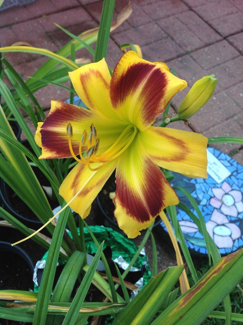 Photo of Daylily (Hemerocallis 'Cosmo Queen') uploaded by Lilydaydreamer