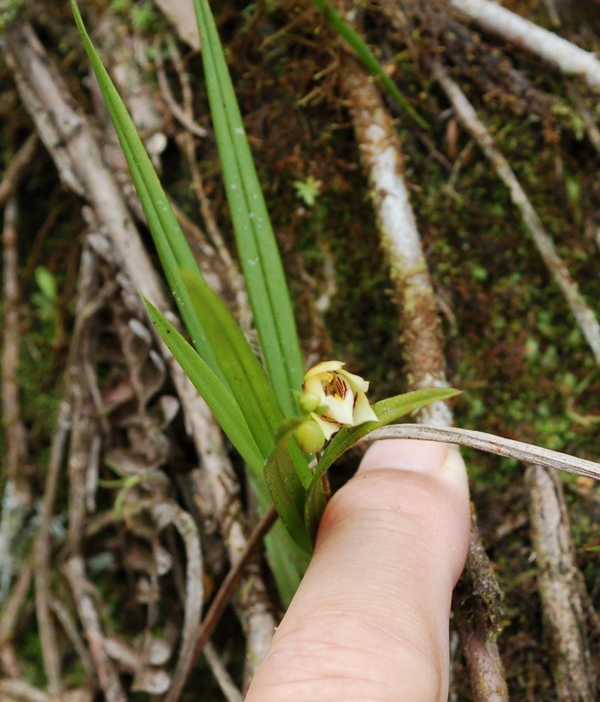 Photo of Orchid (Koellensteinia graminea) uploaded by Ursula