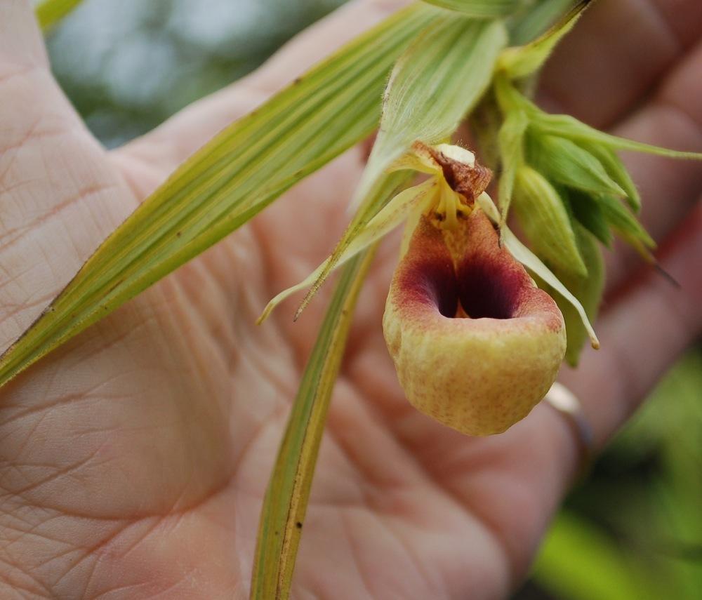 Photo of Orchid (Selenipedium aequinoctiale) uploaded by Ursula