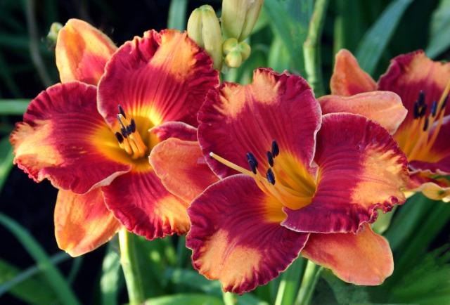 Photo of Daylily (Hemerocallis 'Tiger by the Tail') uploaded by floota