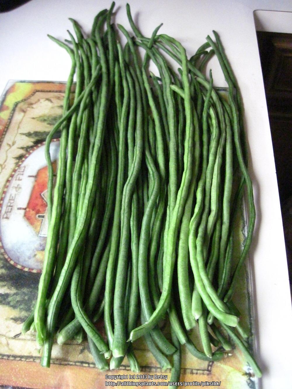 Photo of Yardlong Bean (Vigna unguiculata subsp. sesquipedalis) uploaded by piksihk