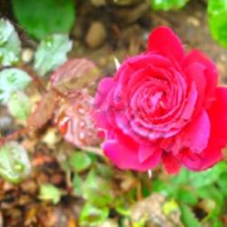 Location: Pacific Northwest 8a
Date: May 2013
Victory Parade, a miniature rose, is strikingly beautiful.