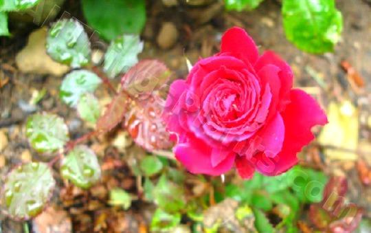 Photo of Rose (Rosa 'Victory Parade') uploaded by reem