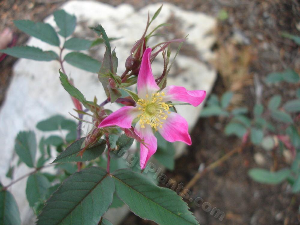 Photo of Swamp Rose (Rosa palustris) uploaded by reem