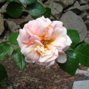 A beautiful bloom of Dixieland Linda rose