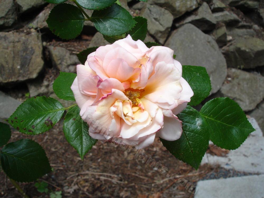 Photo of Rose (Rosa 'Dixieland Linda') uploaded by reem