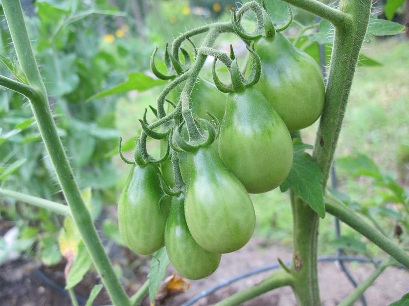 Photo of Tomato (Solanum lycopersicum 'Yellow Pear') uploaded by robertduval14