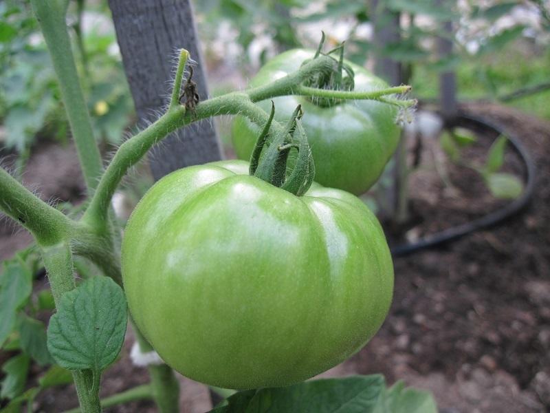 Photo of Tomato (Solanum lycopersicum 'Celebrity') uploaded by robertduval14
