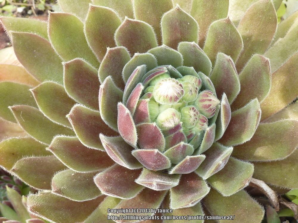 Photo of Hen and Chicks (Sempervivum 'Pacific Spring Frost') uploaded by sandnsea2
