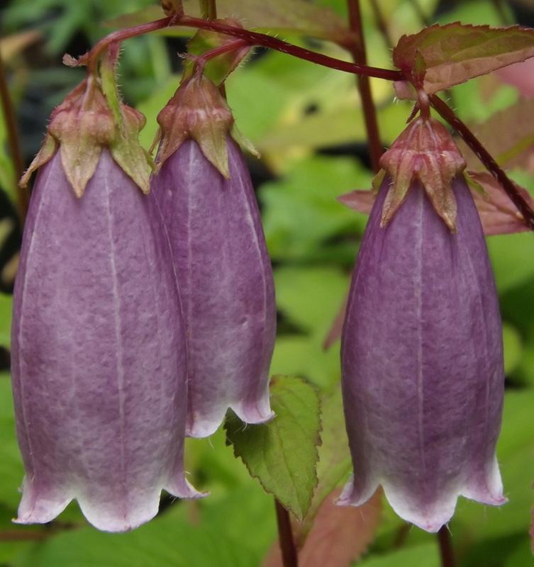 Photo of Spotted Bellflower (Campanula punctata 'Cherry Bells') uploaded by vic