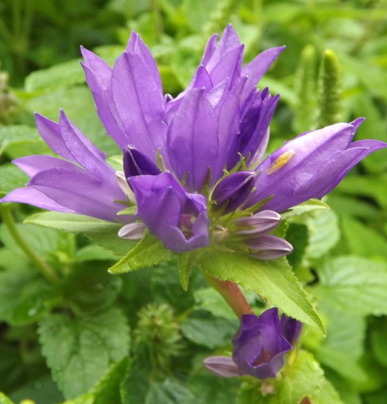 Photo of Clustered Bellflower (Campanula glomerata 'Superba') uploaded by vic