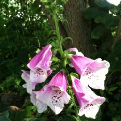 Location: Mackinaw, Illinois
Date: 2013-07-19
First blooms on a new plant.  This one lights up my shade garden.