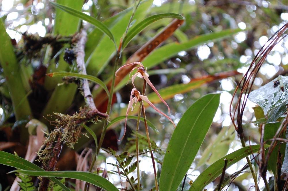 Photo of Orchid (Maxillaria ecuadorensis) uploaded by Ursula