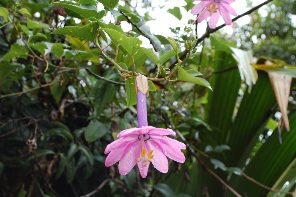 Photo of Banana Passion Flower (Passiflora mollissima) uploaded by Ursula