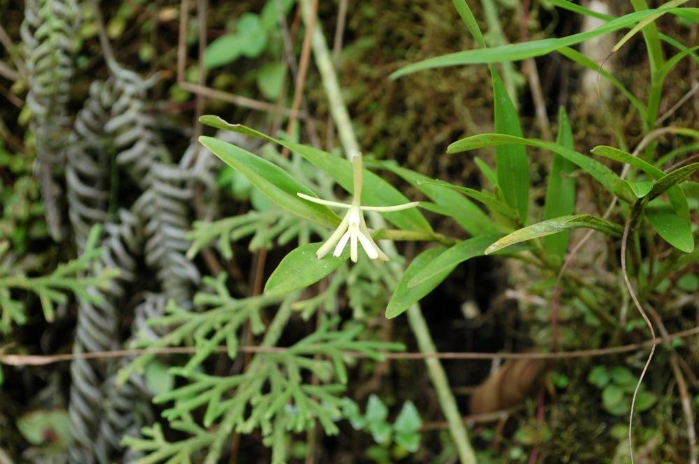Photo of Lady of the Night Orchid (Epidendrum nocturnum) uploaded by Ursula