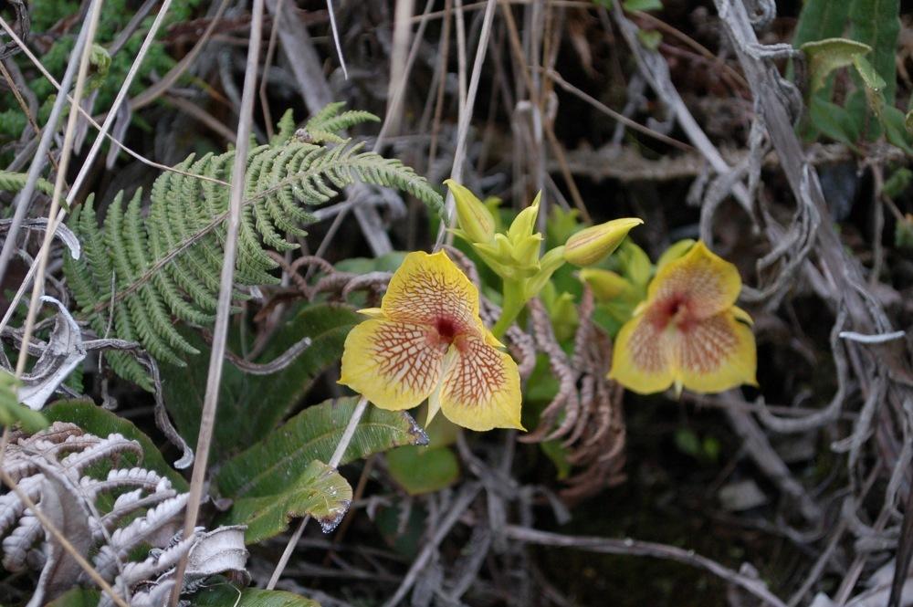 Photo of Orchid (Telipogon hutchisonii) uploaded by Ursula