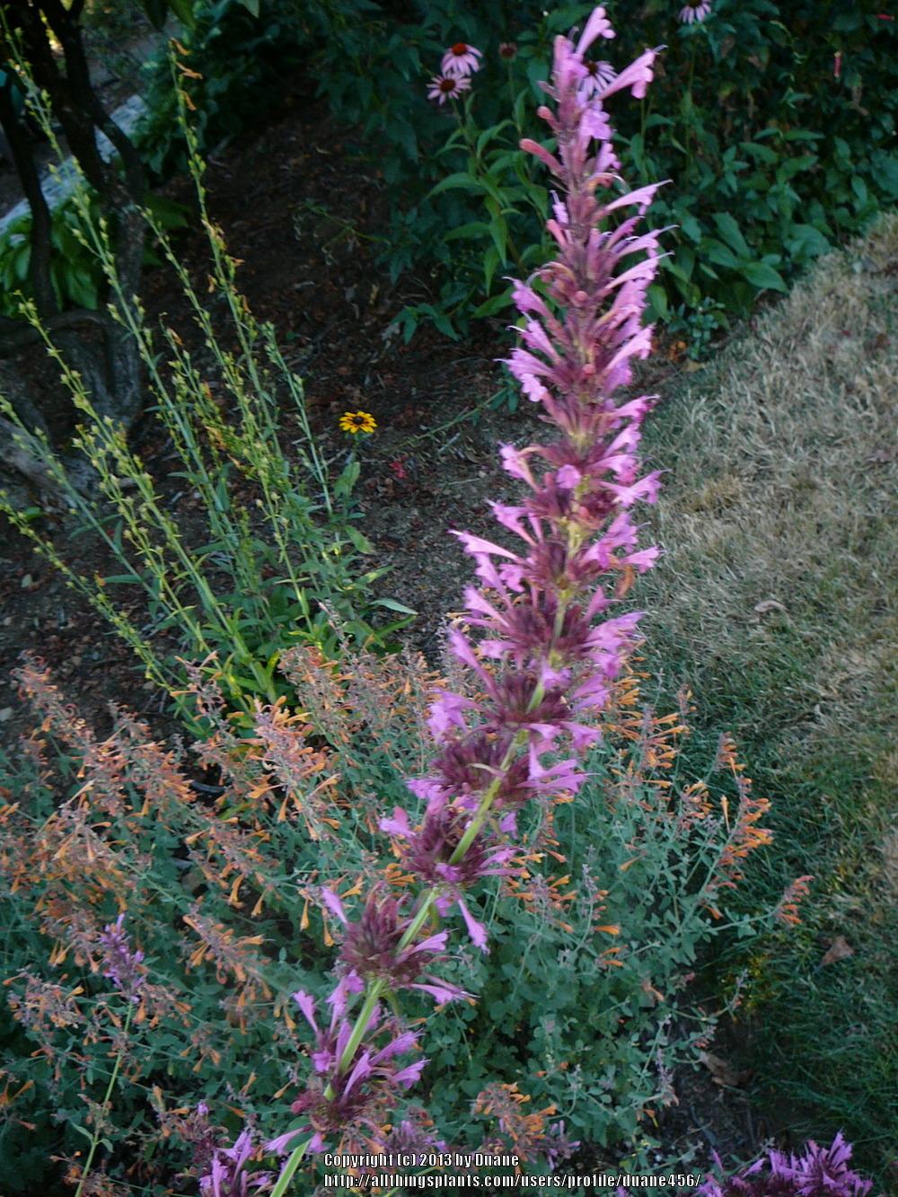 Photo of Giant Hyssop (Agastache 'Summer Love') uploaded by duane456