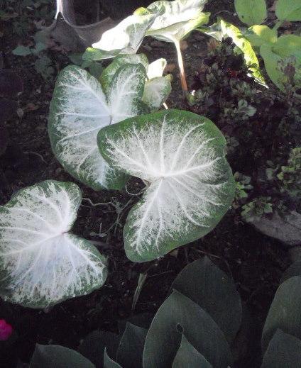 Photo of Fancy-Leaf Caladium (Caladium 'Grey Ghost') uploaded by ge1836