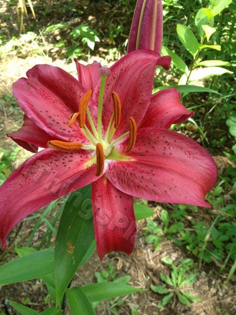 Photo of Lily (Lilium 'Christopher') uploaded by magnolialover