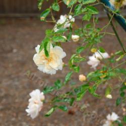 Location: Pacific Northwest 8a
Date: May 2013
Bubbling with joy - Bubble Bath climbing rose.