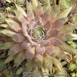 Location: my garden zone 7b NC, USA
Date: 2013-07-19
A great Sempervivum, always eyecatching colors.