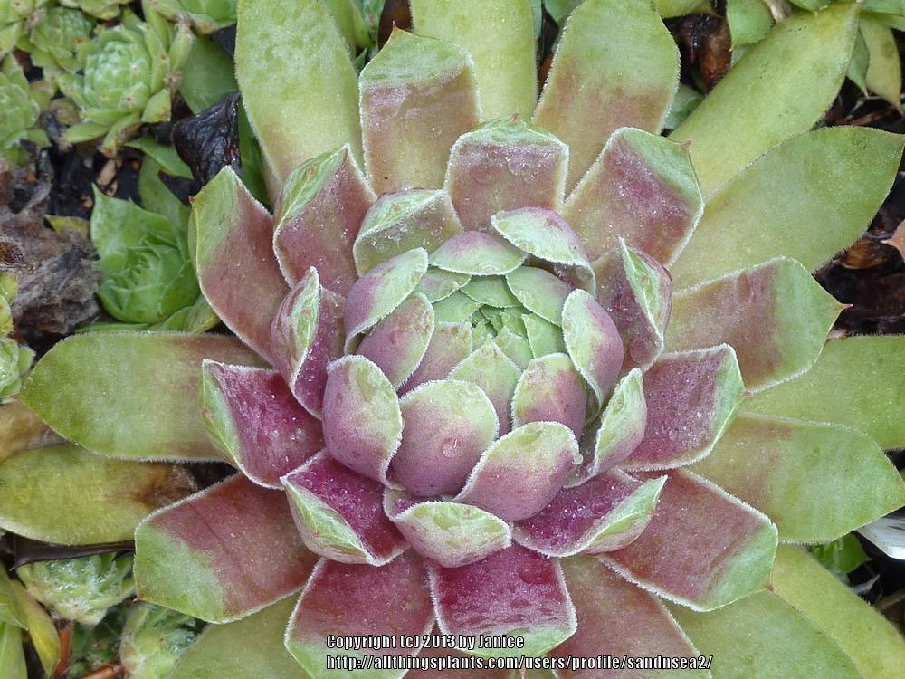 Photo of Hen and Chicks (Sempervivum 'Red Heart') uploaded by sandnsea2