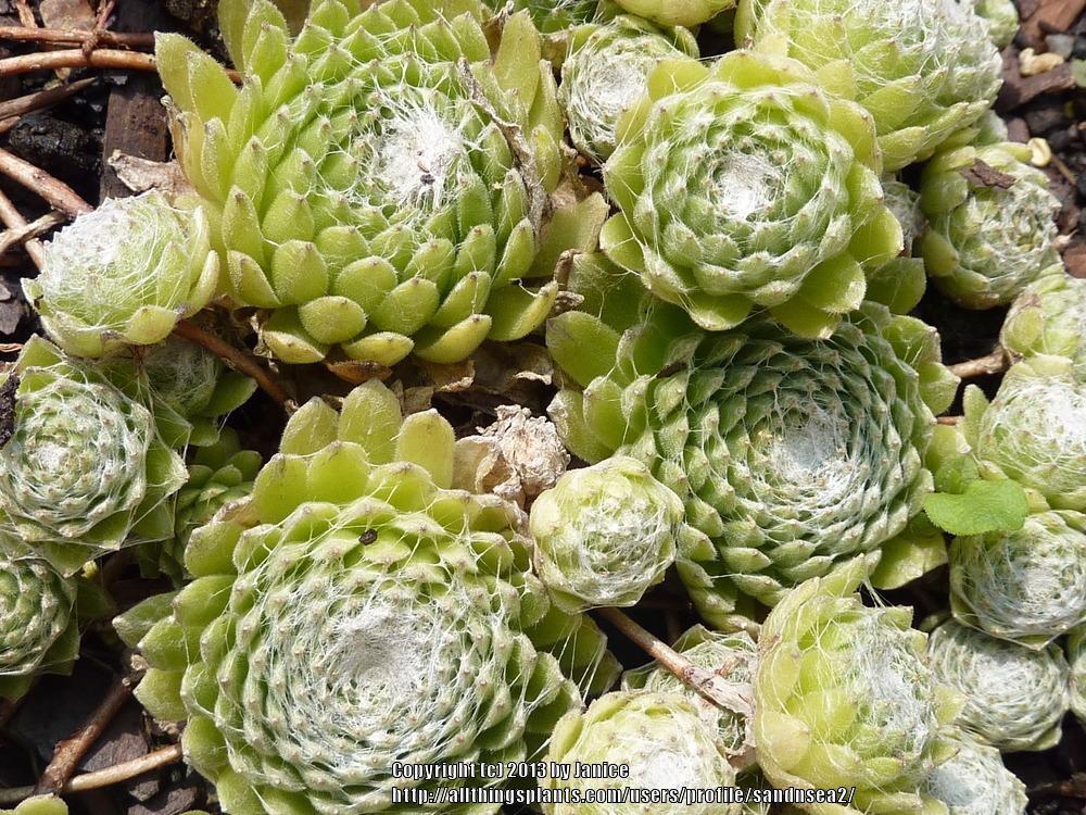 Photo of Hen and Chicks (Sempervivum 'Red Cobweb') uploaded by sandnsea2
