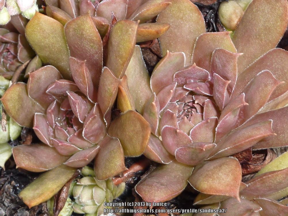 Photo of Hen and Chicks (Sempervivum 'Pacific Devil's Food') uploaded by sandnsea2