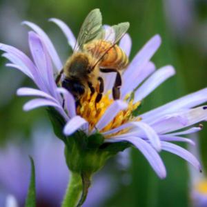 #Pollination  #Bee