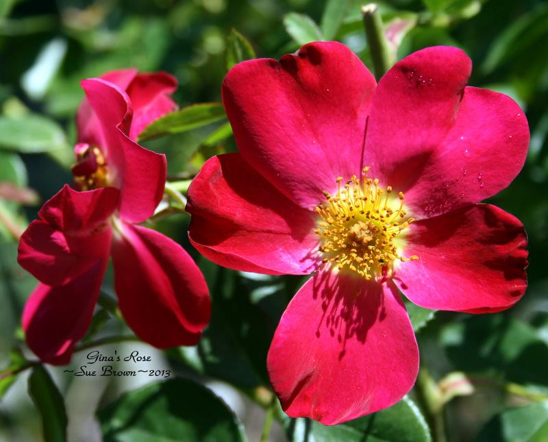 Photo of Rose (Rosa 'Gina's Rose') uploaded by Calif_Sue