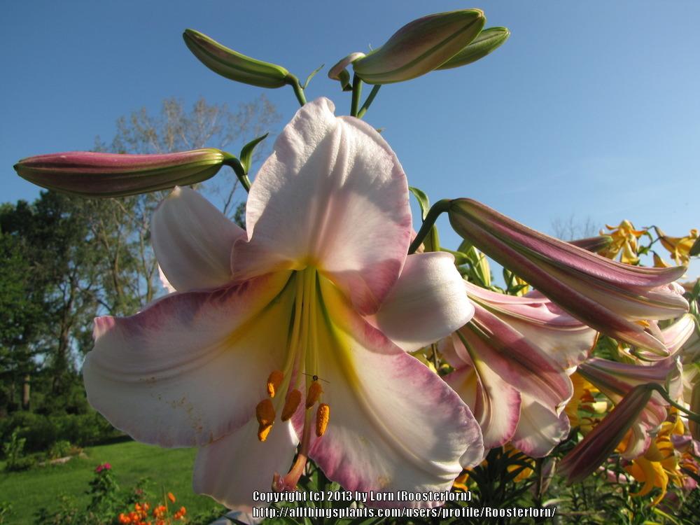 Photo of Lily (Lilium 'Amethyst Angels™') uploaded by Roosterlorn
