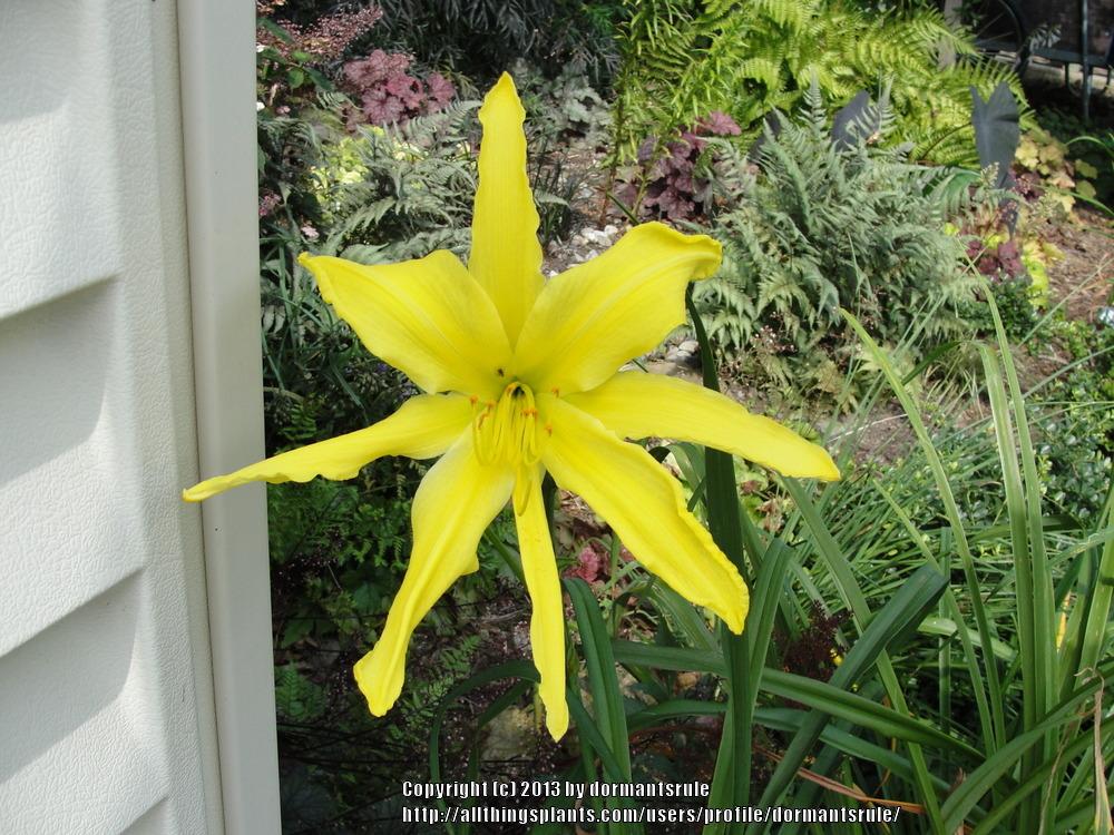 Photo of Daylily (Hemerocallis 'Yellow Titan') uploaded by dormantsrule