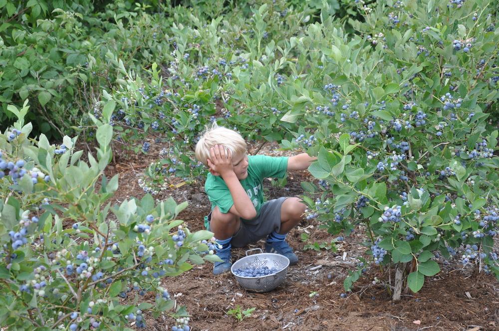 Photo of Northern Highbush Blueberry (Vaccinium corymbosum 'Berkeley') uploaded by kosk0025