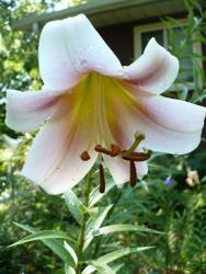 Thumb of 2013-07-20/magnolialover/69d808
