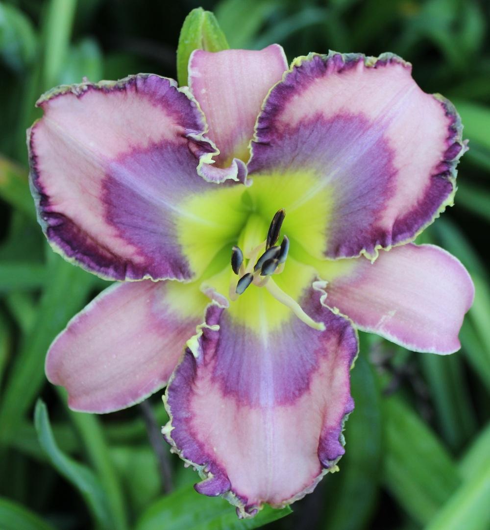 Photo of Daylily (Hemerocallis 'Horns and Thorns') uploaded by tink3472