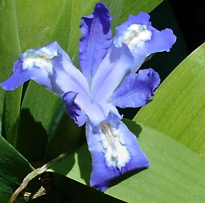 Photo of Species Iris (Iris cristata) uploaded by vic