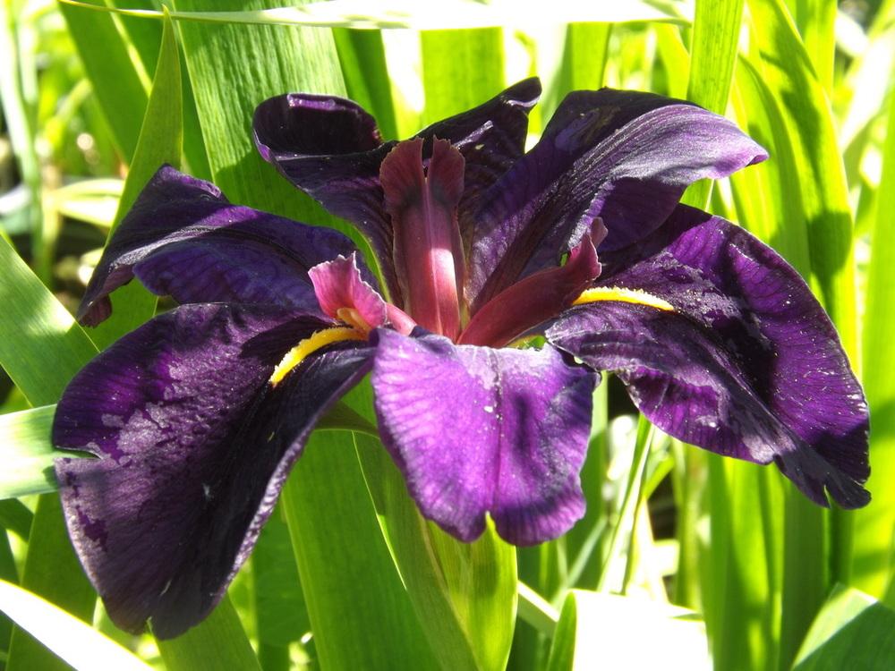 Photo of Louisiana Iris (Iris 'Black Gamecock') uploaded by vic