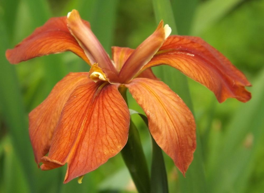 Photo of Species Iris (Iris fulva) uploaded by vic