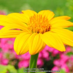 Location: My Northeastern Indiana Gardens - Zone 5b
Date: 2013-07-21
Third day bloom photographed in full, bright sunlight