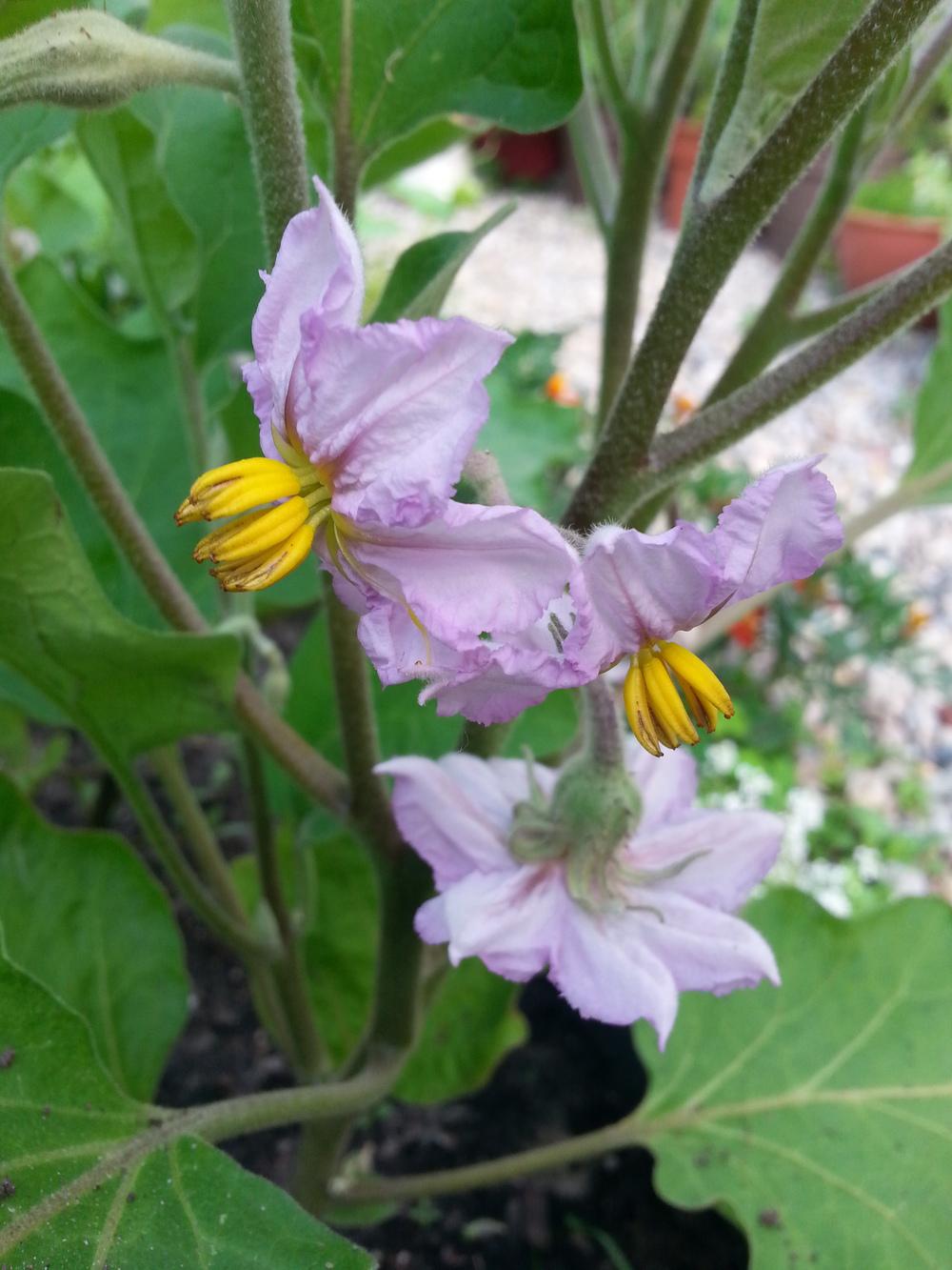 Photo of Eggplant (Solanum melongena 'Black Beauty') uploaded by sundina